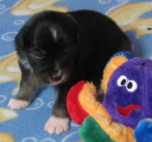 3 weeks old; 1.9 lb