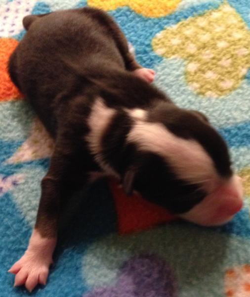 Newborn; 11.8 oz