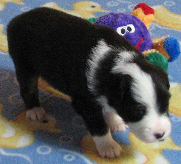 3 weeks old
