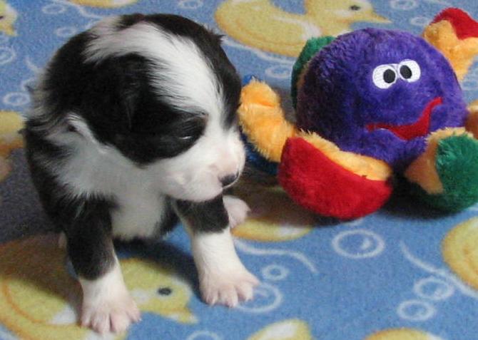 3 weeks old