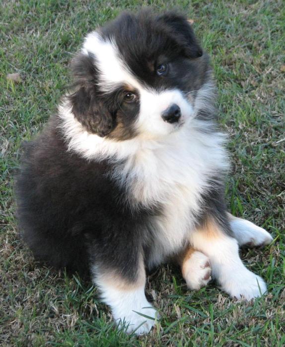 8 weeks old; 7.8 lb