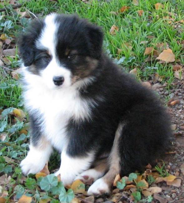 8 weeks old; 7.8 lb