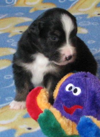 3 weeks old