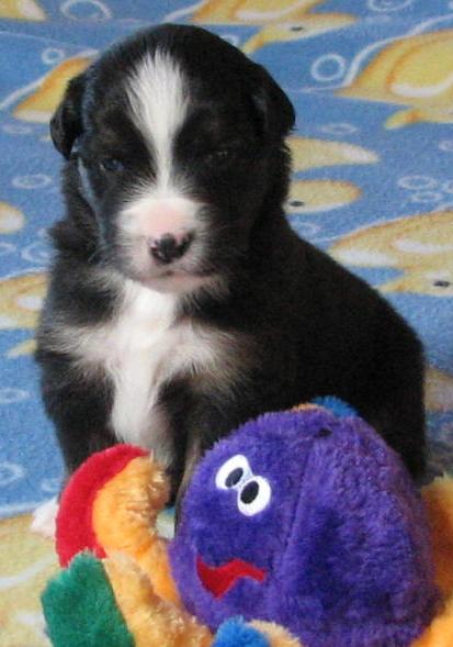 3 weeks old