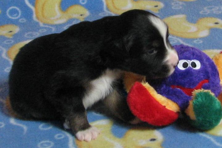 3 weeks old