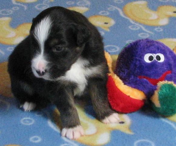 3 weeks old