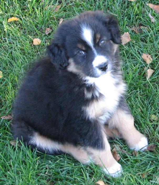 8 weeks old; 7.3 lb