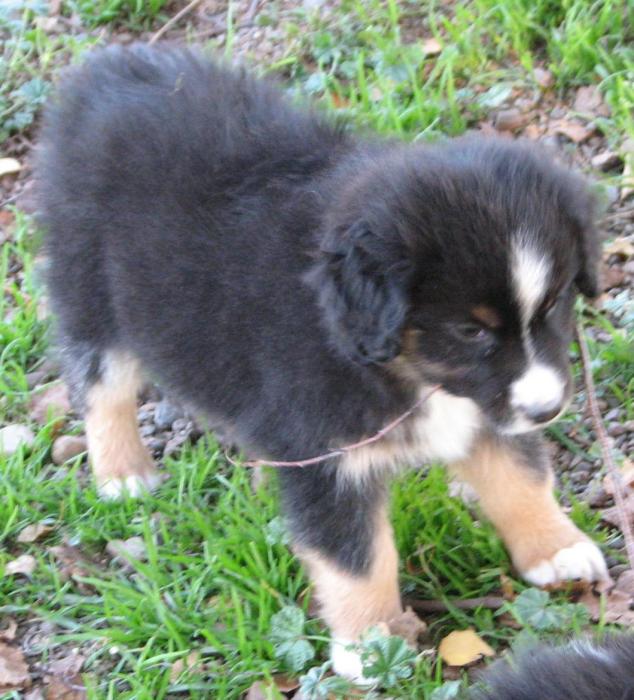 8 weeks old; 7.3 lb