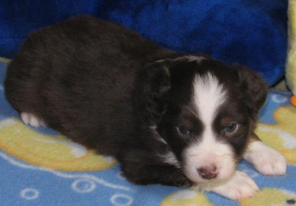 4 weeks old