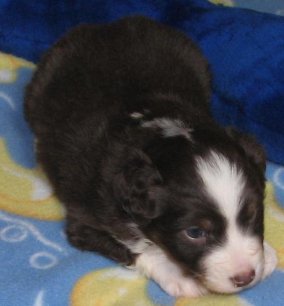 4 weeks old