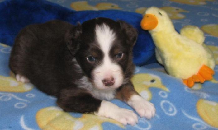 4 weeks old