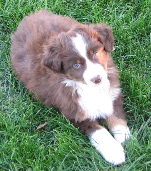 7 weeks old