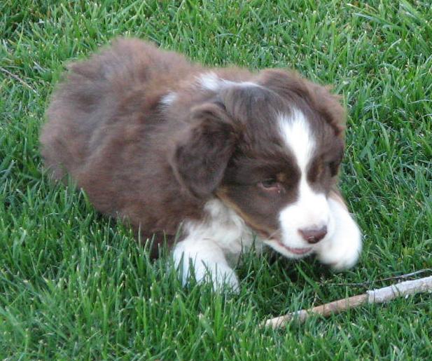 7 weeks old
