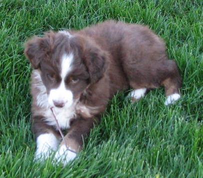 7 weeks old
