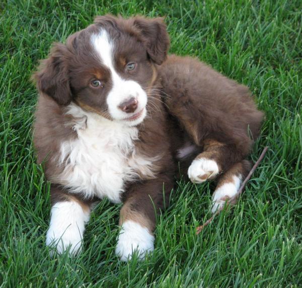 7 weeks old