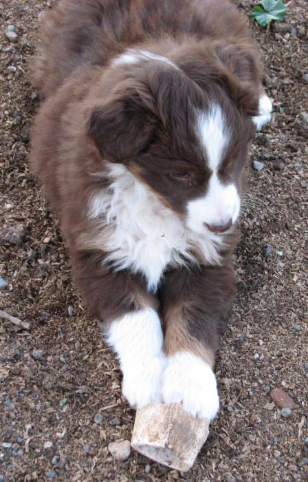 7 weeks old
