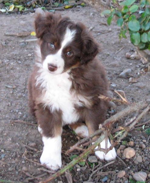 7 weeks old