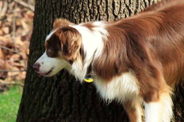 Beau all grown up and so handsome!! (2 years old)