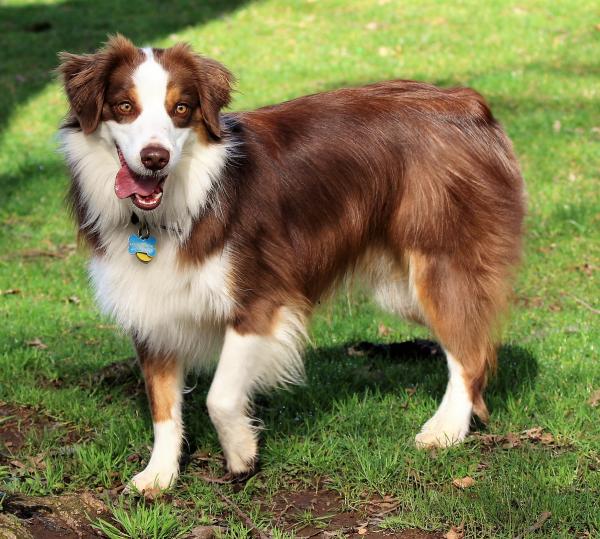 Beau all grown up and so handsome!! (2 years old)