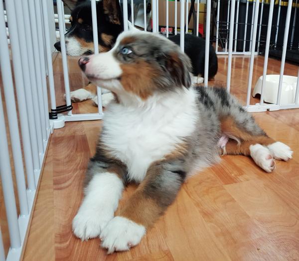 Merlin