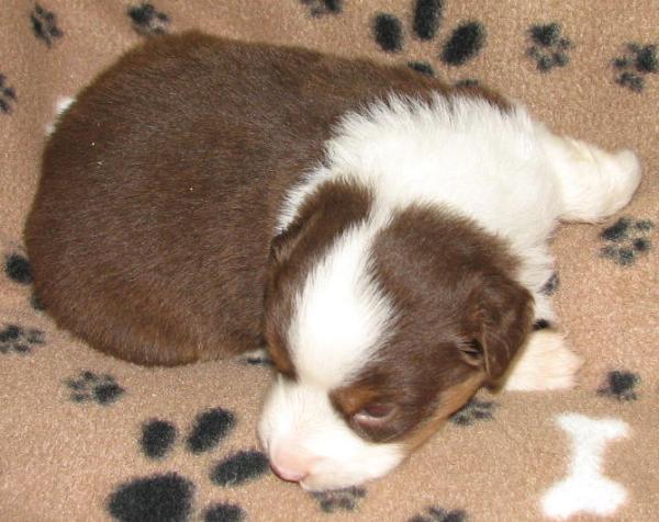 3 weeks old