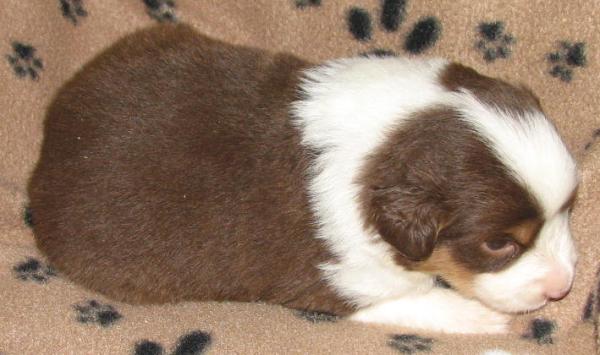 3 weeks old