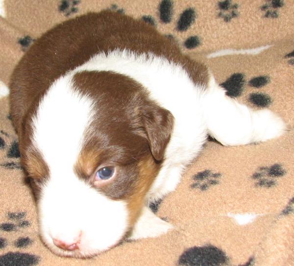 3 weeks old