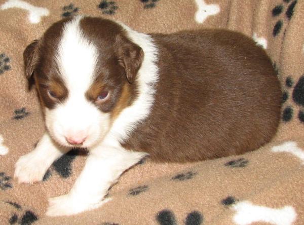 3 weeks old