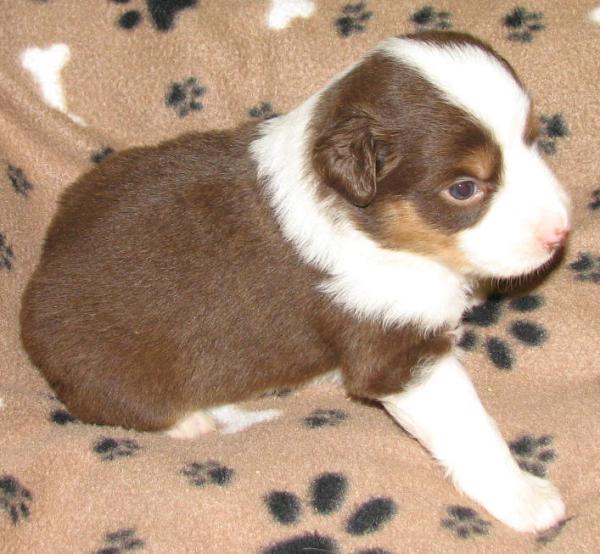 3 weeks old