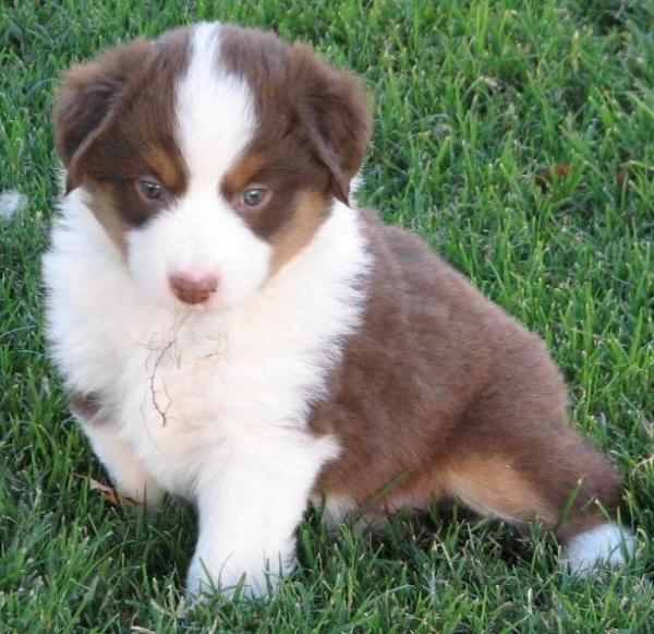 5+ weeks old