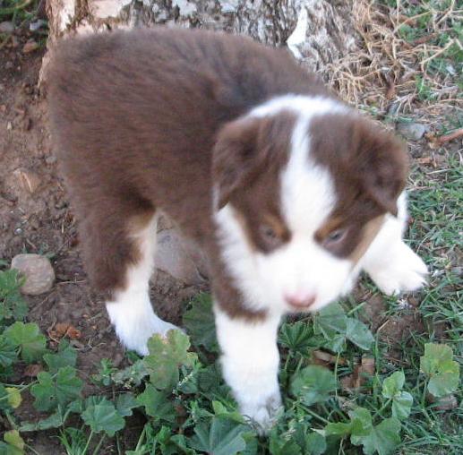 5+ weeks old