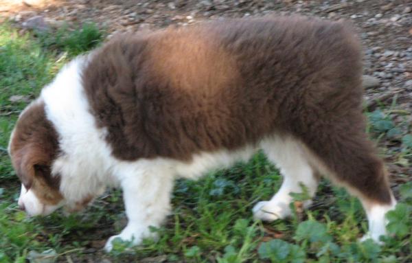 7 weeks old