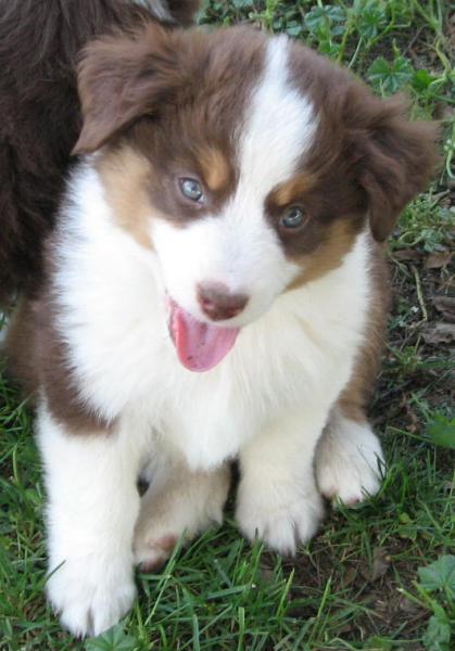 7 weeks old