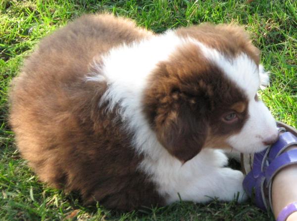 7 weeks old
