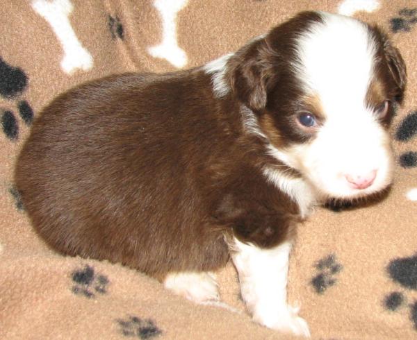 3 weeks old
