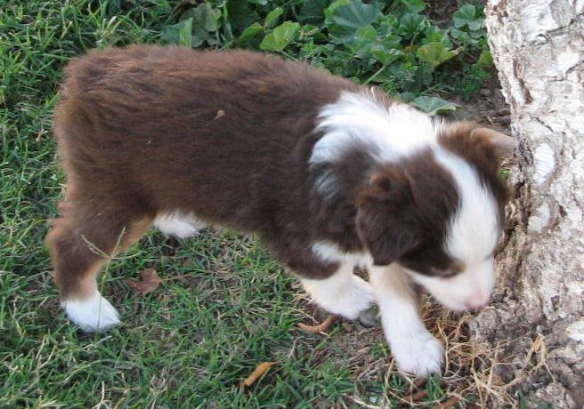 5+ weeks old