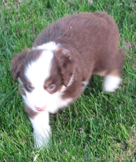 5+ weeks old