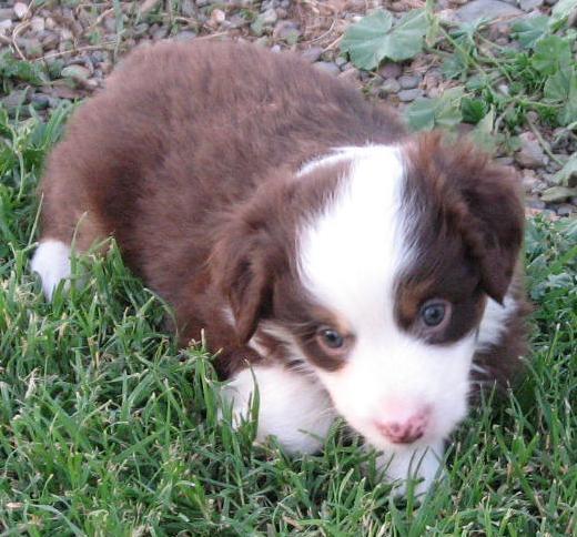 5+ weeks old