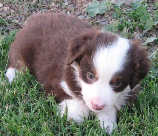 5+ weeks old