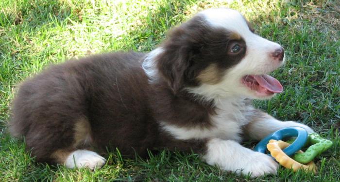 7 weeks old