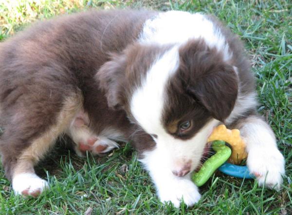 7 weeks old