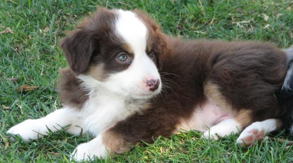 7 weeks old