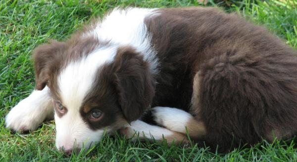 7 weeks old