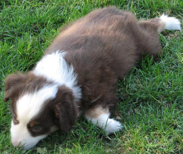 7 weeks old