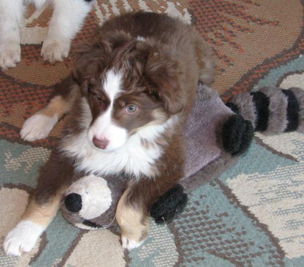 11 weeks old