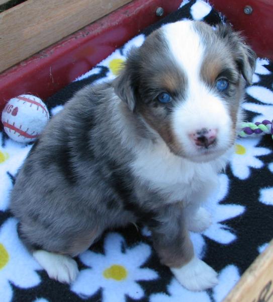 4 weeks old
