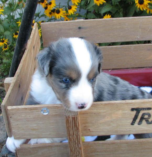 4 weeks old