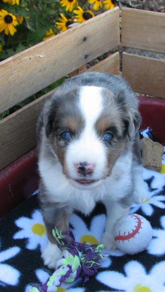 4 weeks old
