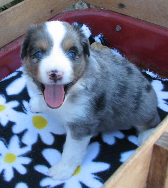 4 weeks old