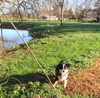 Tessa